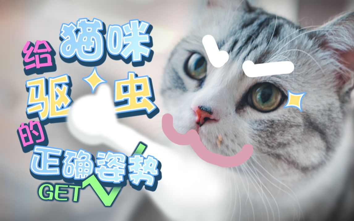 猫咪驱虫的正确姿势!get√哔哩哔哩bilibili