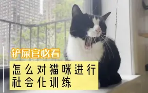 Download Video: 怎么对猫咪进行社会化训练，让流浪小野猫变成粘人小妖精？