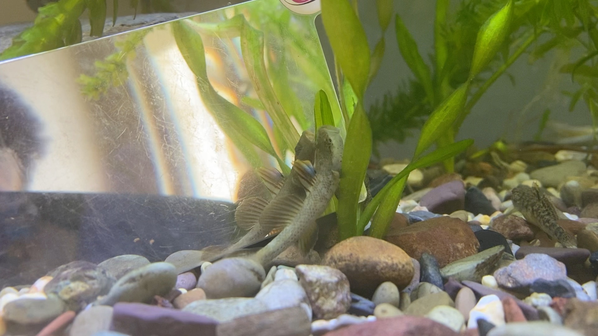 杭州天目山雀斑吻虾虎