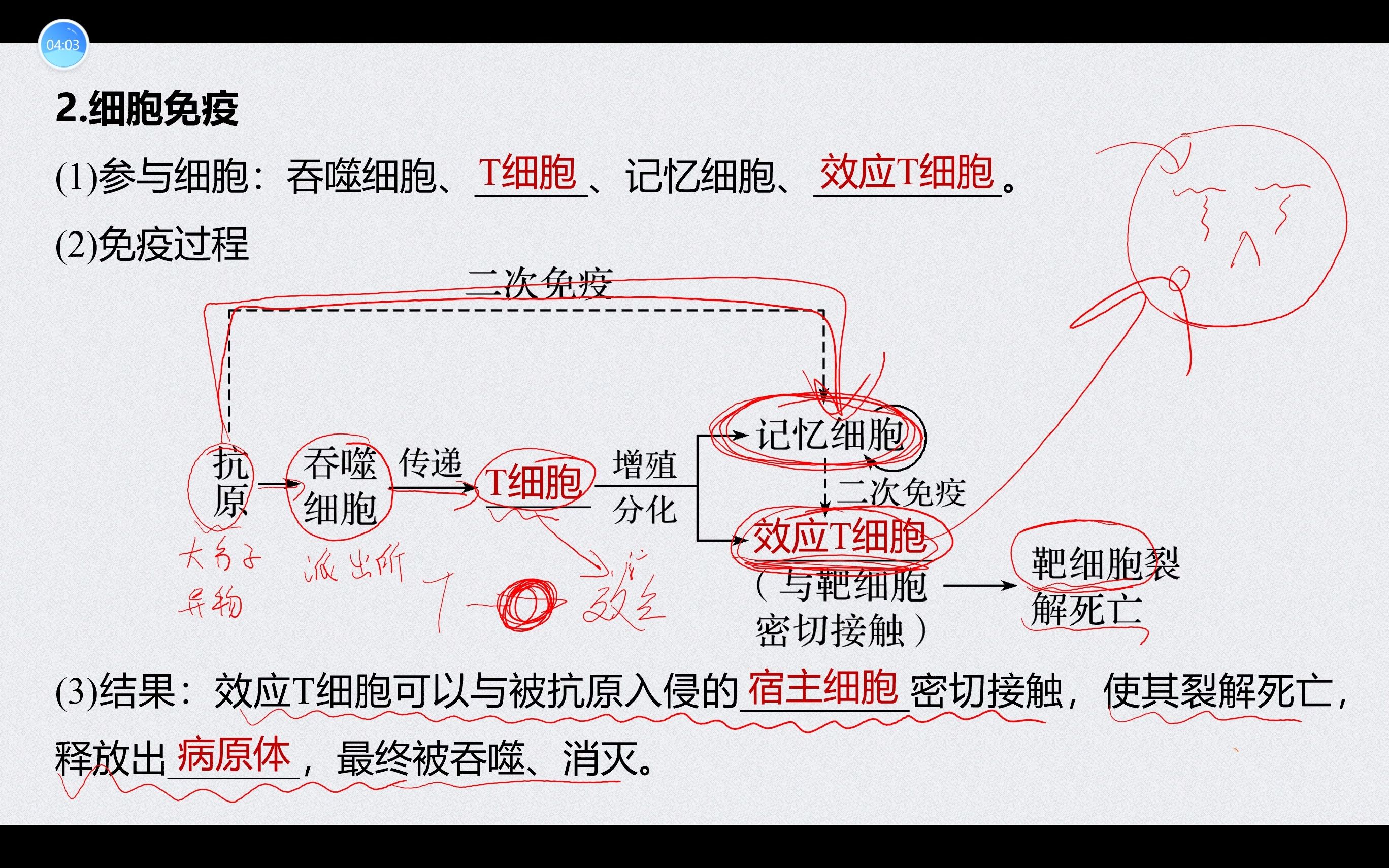 [图]细胞免疫和体液免疫