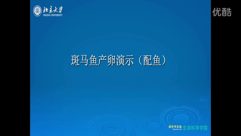 [图]北京大学-斑马鱼形态观察及雌雄识别和配鱼产卵教程