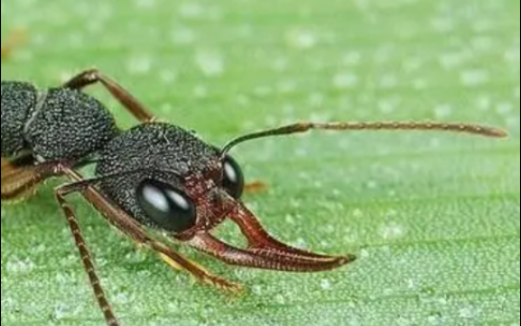 猎镰猛蚁新手开箱,求大佬们指点养蚂蚁的技巧