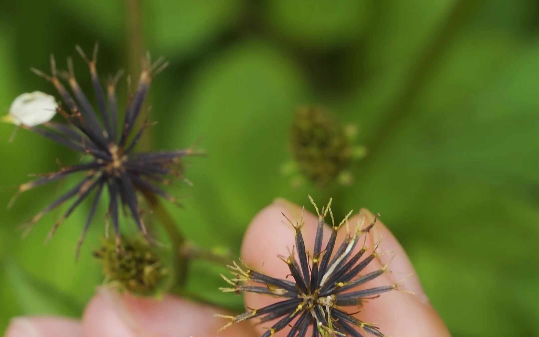 [图]小时候最讨厌的植物之一：鬼针草，居然有着“金盏银盘”这么好听的别名，你们那怎么叫它呢？