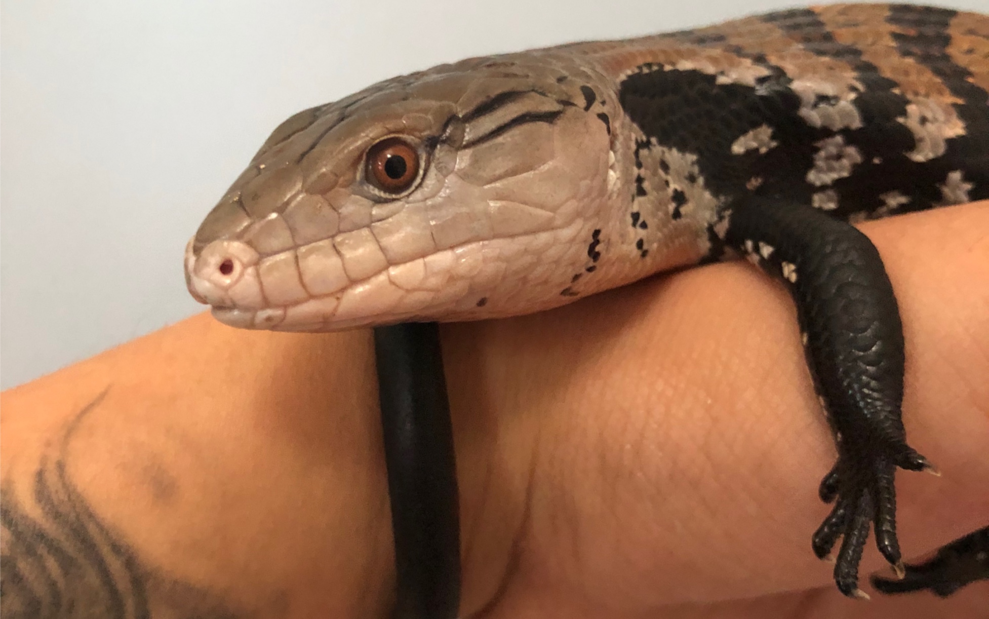 蓝舌石龙子开箱