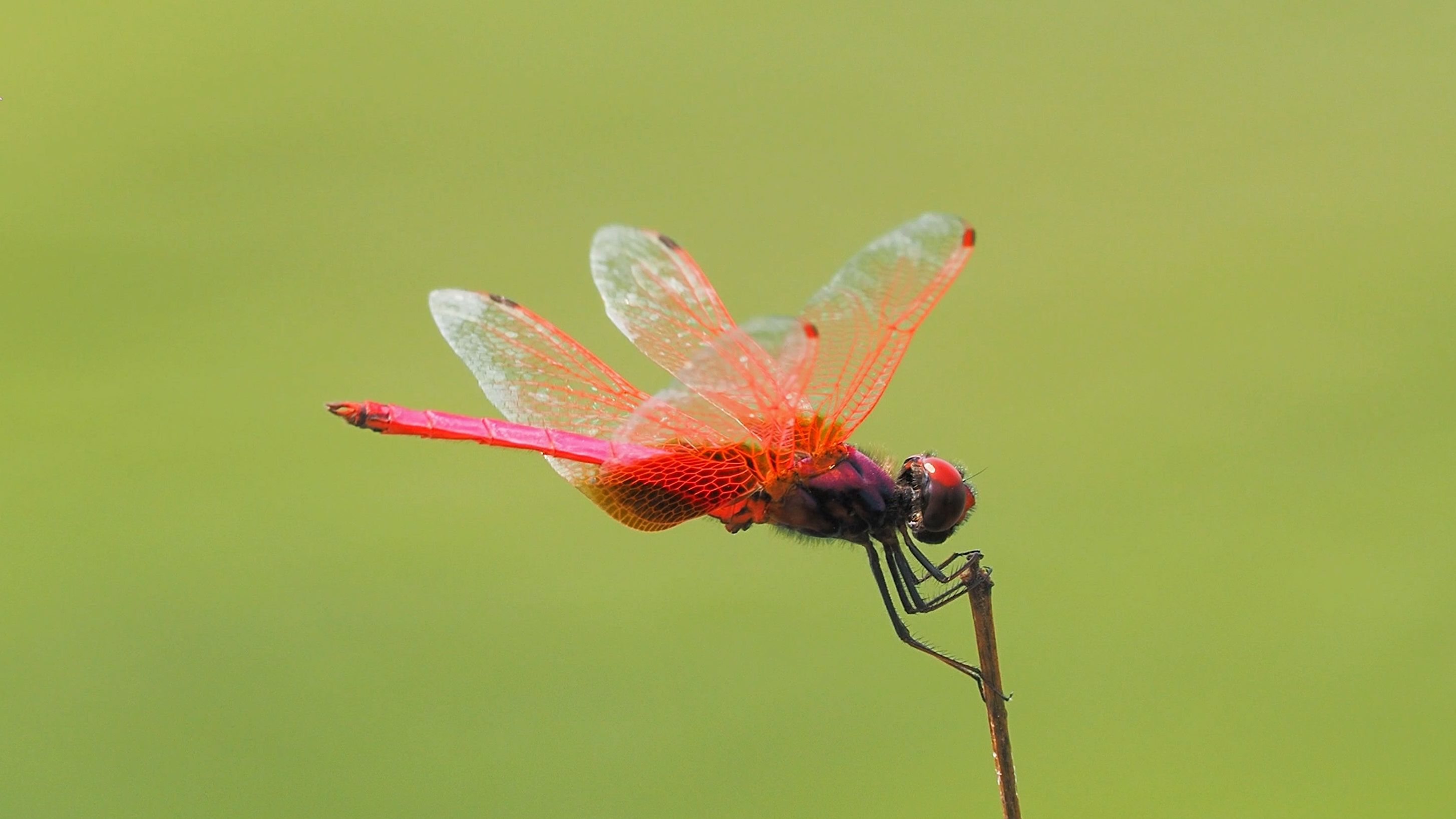 【红蜻蜓】在风中要紧紧抓住不放手