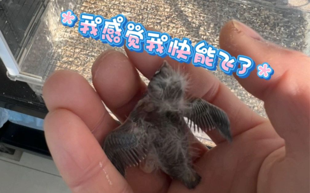 【珍珠鸟】出壳第9天,小鸟羽翼初丰,第一次把它拿出窝