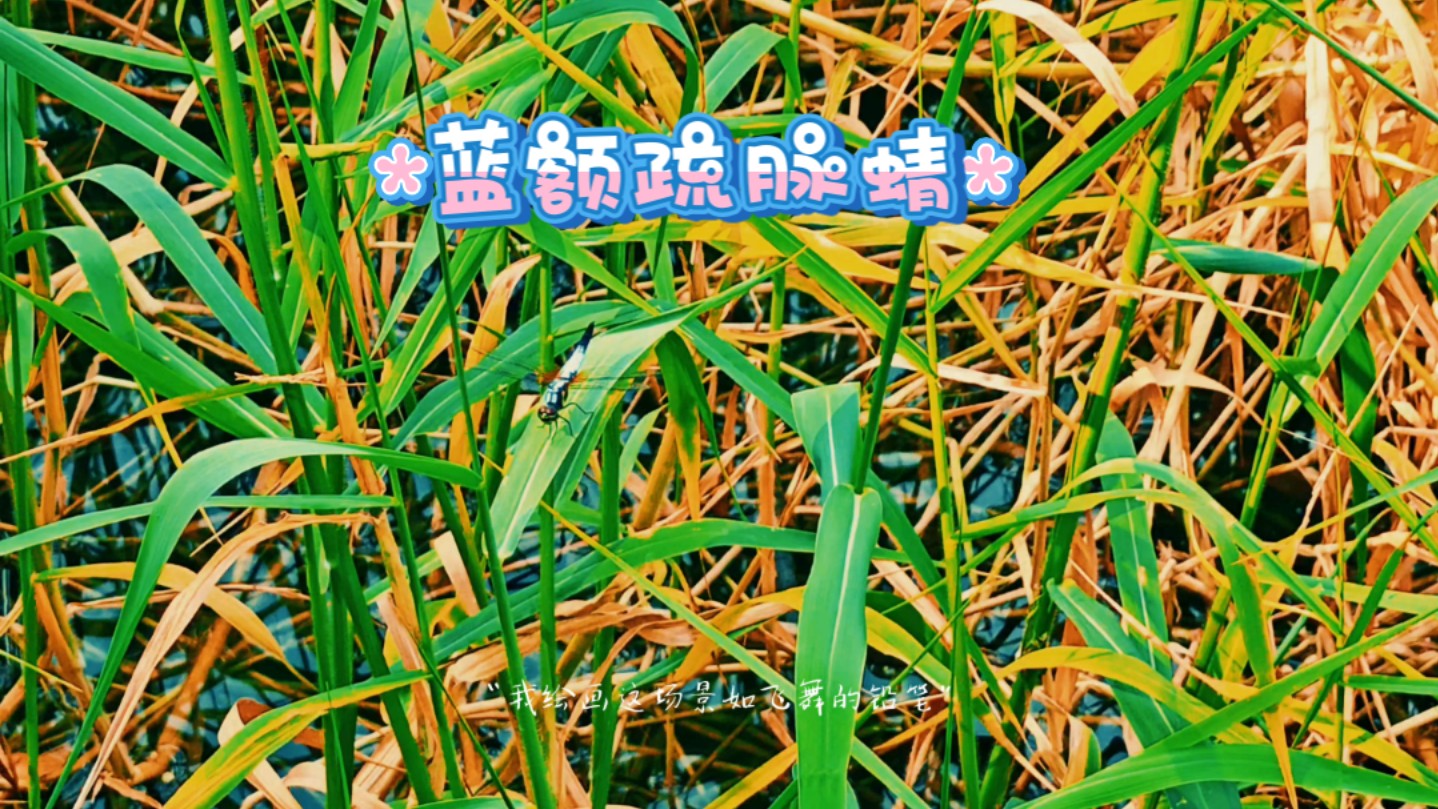 夏天常见的昆虫蓝色小蜻蜓蓝额疏脉蜻