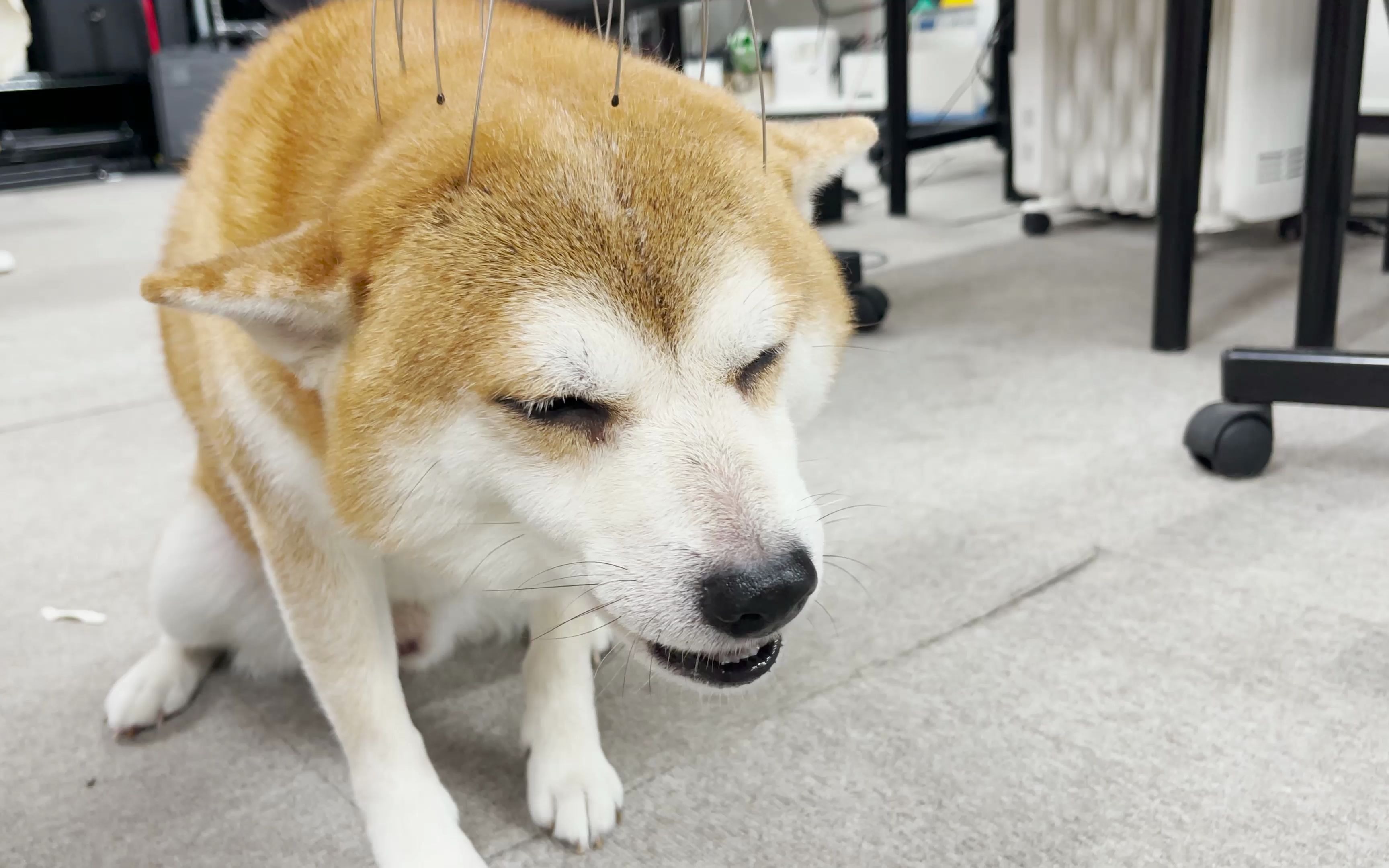 柴犬被挠头 困意涌上眉头【柴犬虾饺】