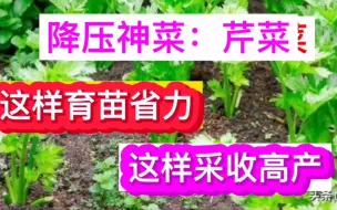 Download Video: 分享我种芹菜方法，省力 高产 生长期长，适合阳台 楼顶 小菜园