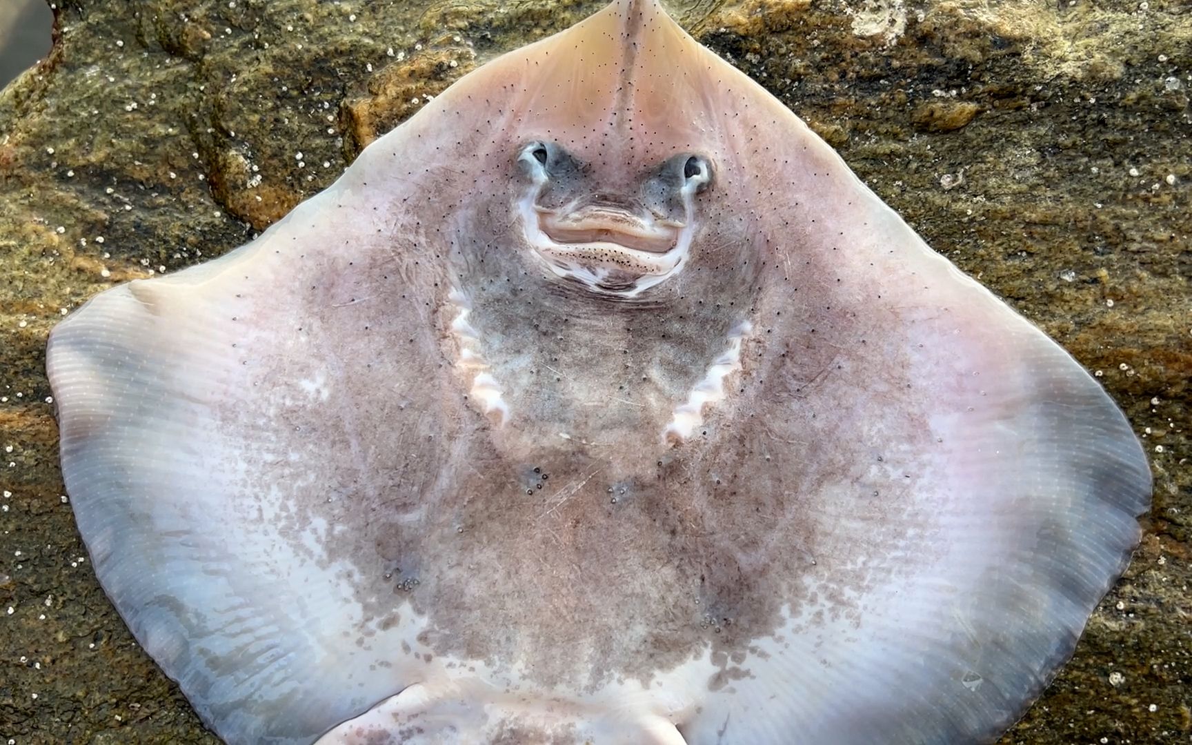 海边刚退潮,洋洋赶海翻出八爪鱼窝,还捡到魔鬼鱼