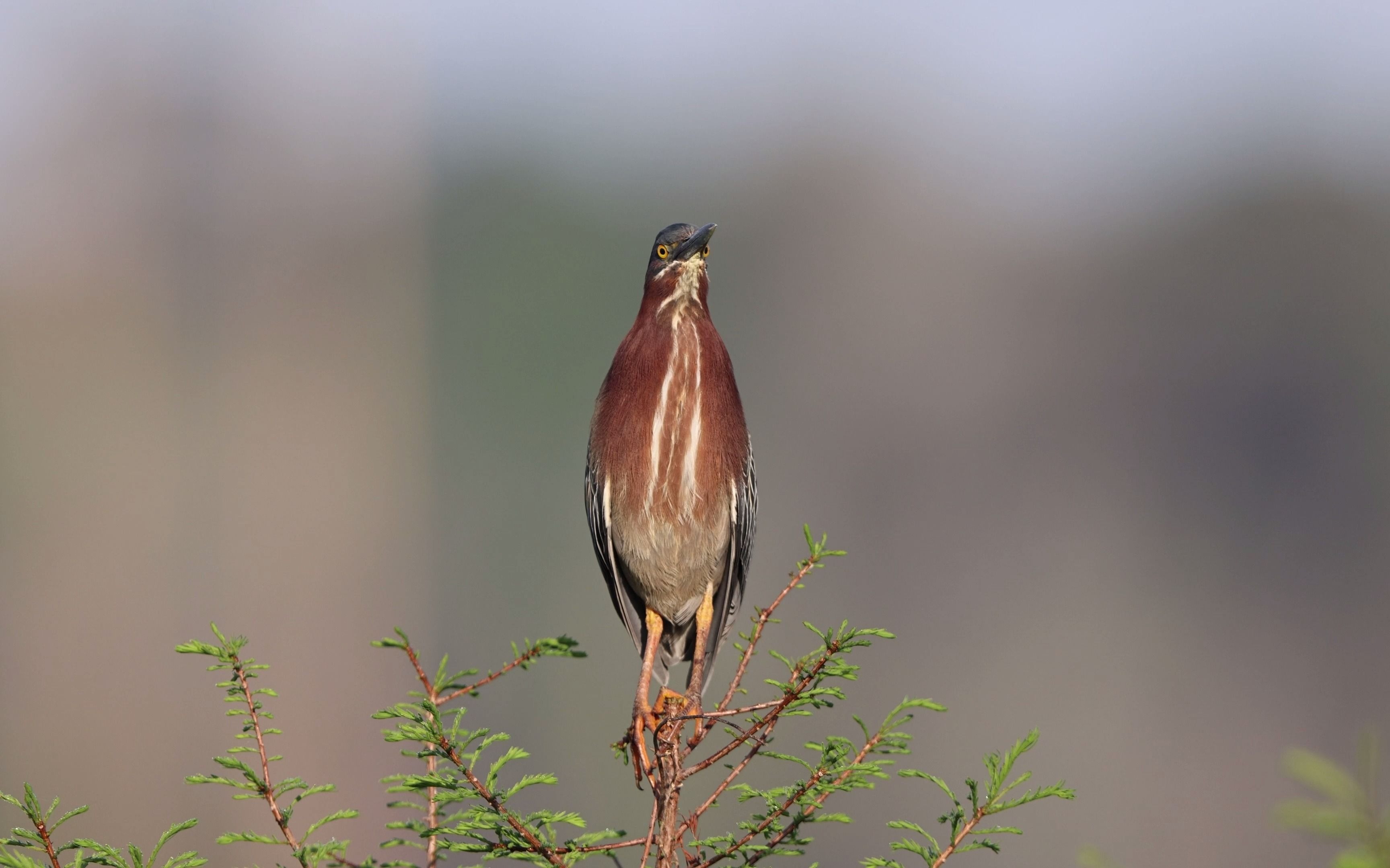 美国鸟类20:美洲绿鹭