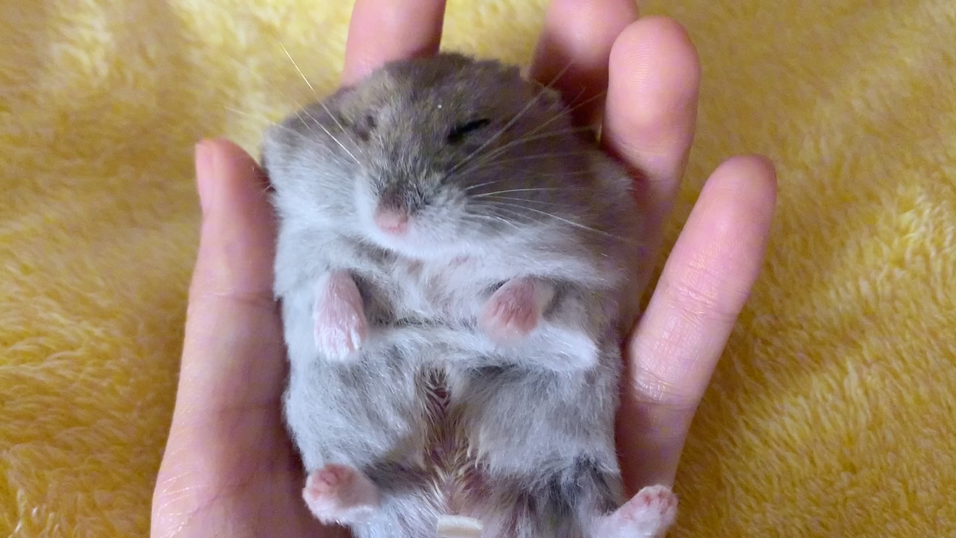 【仓鼠】吃太饱,打嗝啦