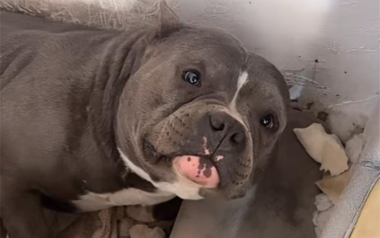 64大圣又想和黑豹比划比划 2月25日豫西小丁直播录屏 狗场日常