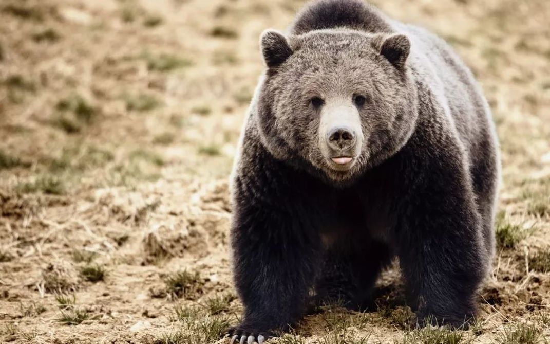 莱顿湖猎熊07猎人野性的呼唤thehuntercallofthewild