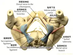Download Video: 女性阴部神经解剖，阴茎背神经阻断术是什么，3D演示。。