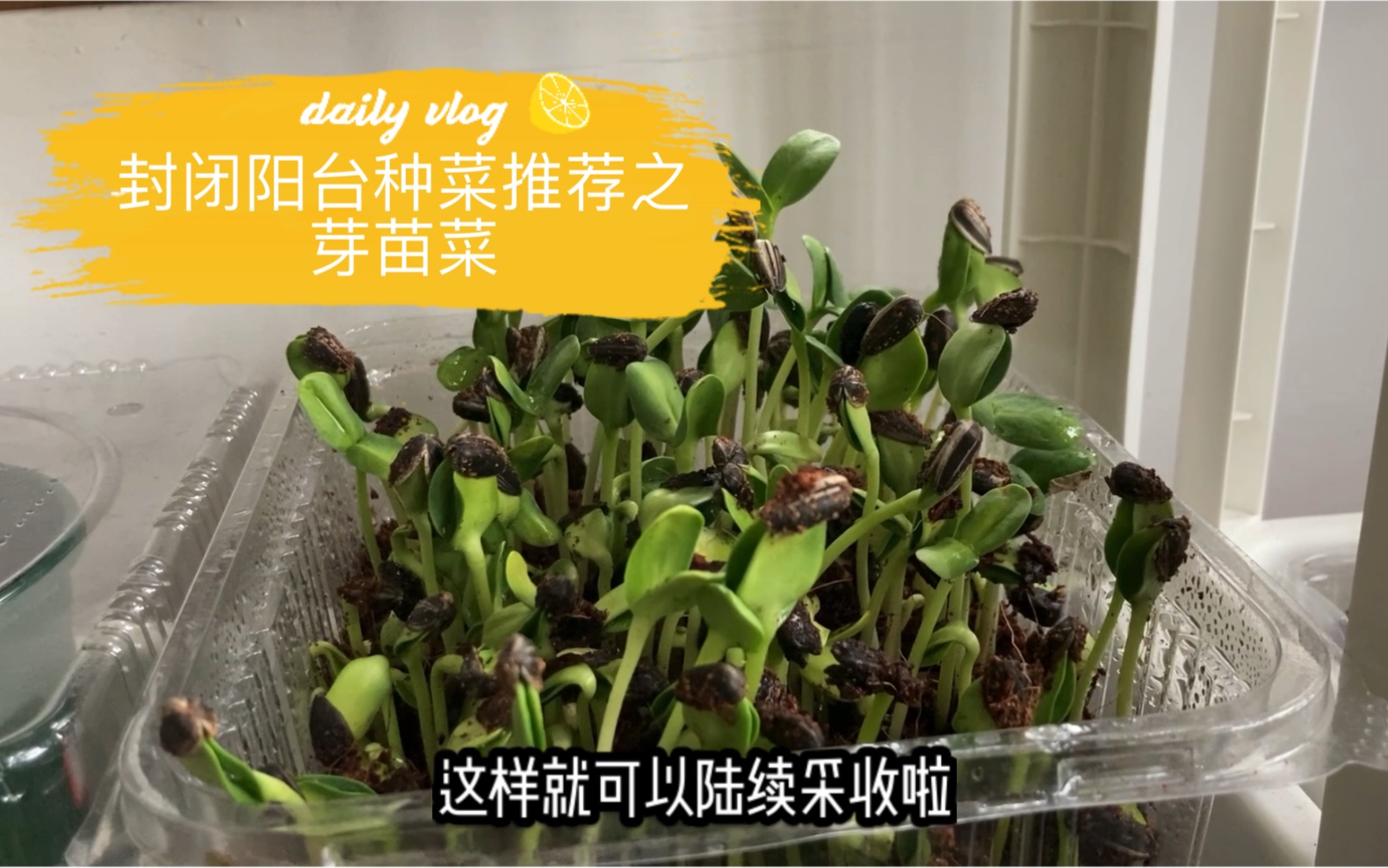 阳台菜园Vlog封闭阳台易种蔬菜推荐芽苗菜|瓜子芽苗菜|豌豆苗哔哩哔哩bilibili