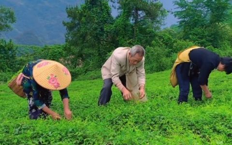 在富硒堂基地采摘平利绞股蓝是一种什么样的体验?哔哩哔哩bilibili