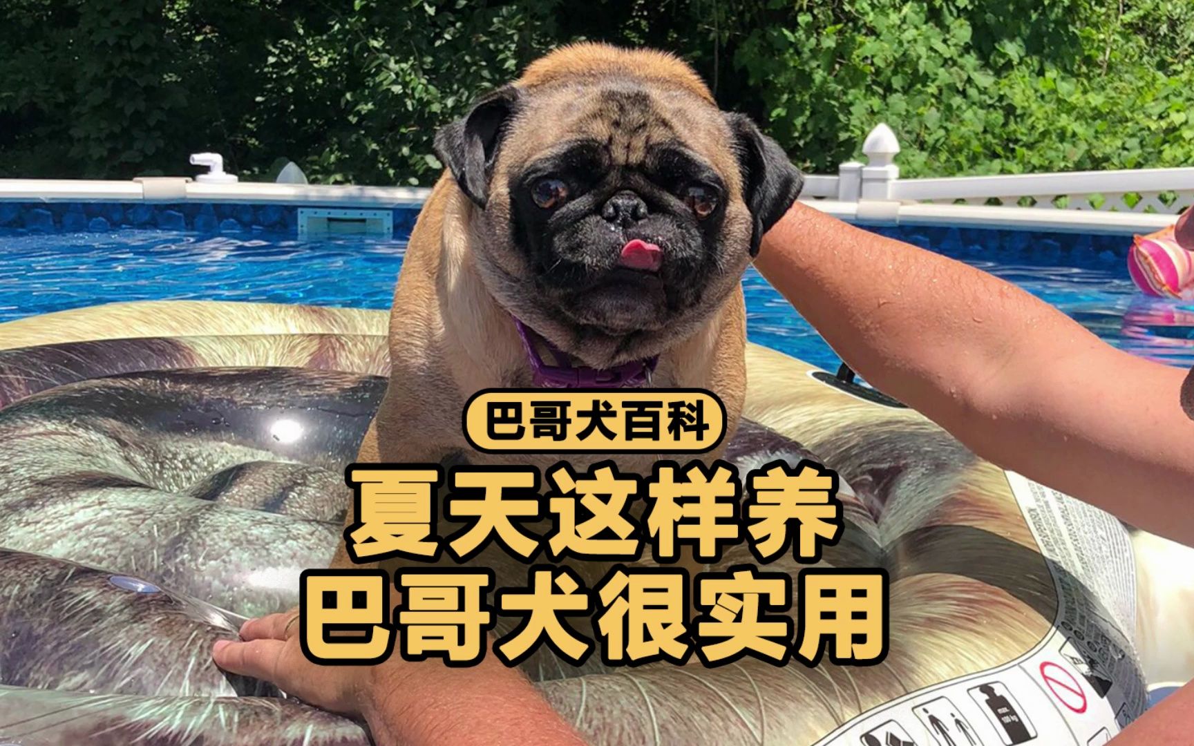 夏天这样养巴哥犬,很实用!哔哩哔哩bilibili