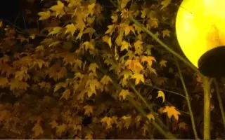 十五秒短视频-秋影