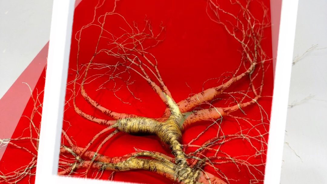 一颗灵体老山参,老纹老黄皮,清须,价格非常美丽,拼手速