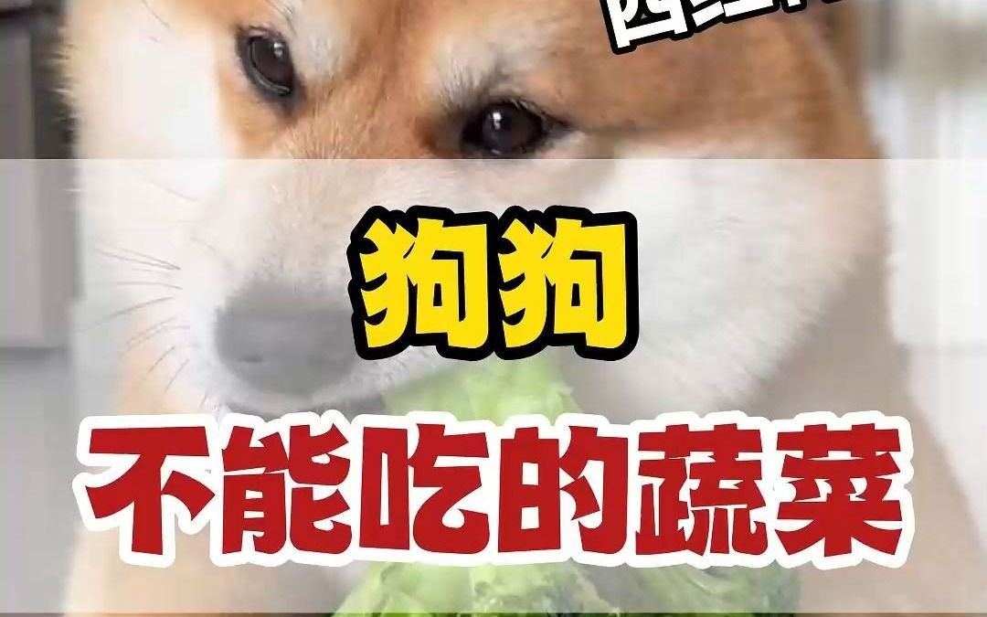 狗狗不能吃的蔬菜哔哩哔哩bilibili