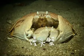 鱼类识别之：Box Crab·馒头蟹抱着“老婆”逃命的馒头蟹……确实有点东西
