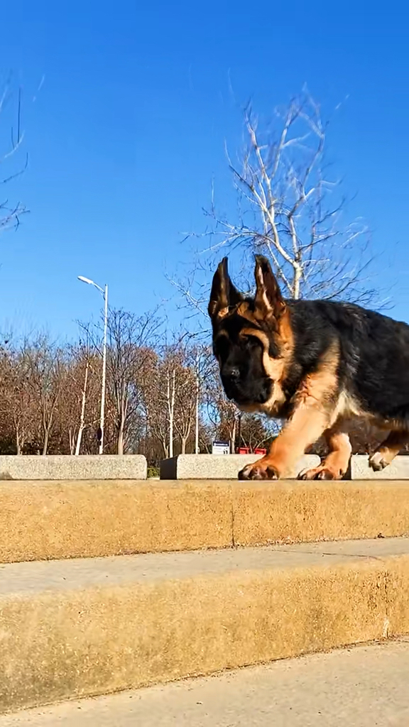 纯种德国牧羊犬多少钱一只哪里能买到锤系德国牧羊犬