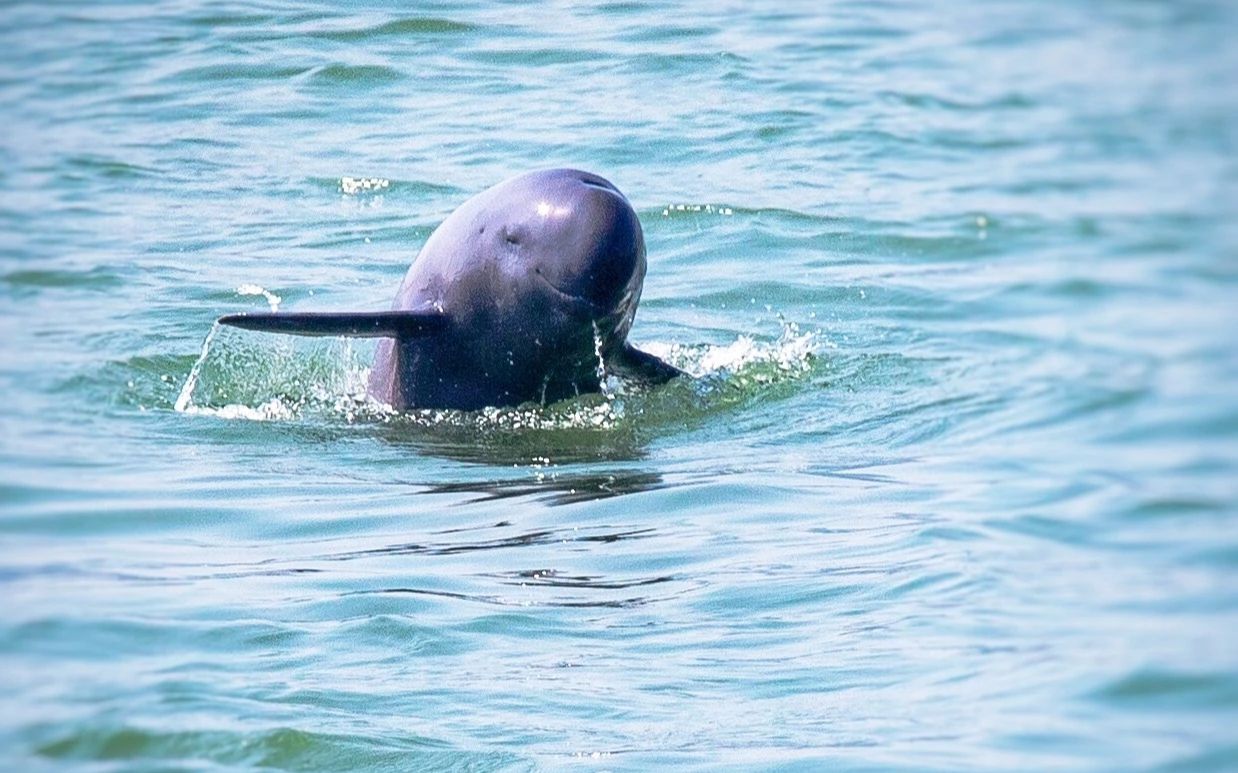 【水中大熊猫】长江宜昌段首次视频记录怀孕母江豚!
