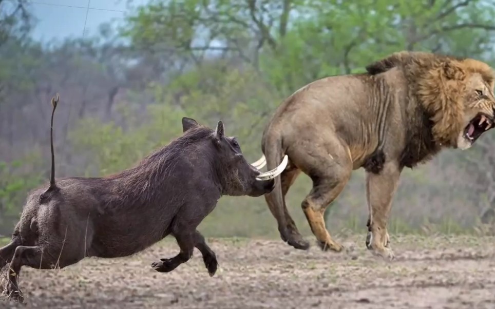 野生动物猎食混剪,狮子捕疣猪