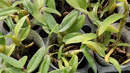 铁皮 交 白贝壳石斛