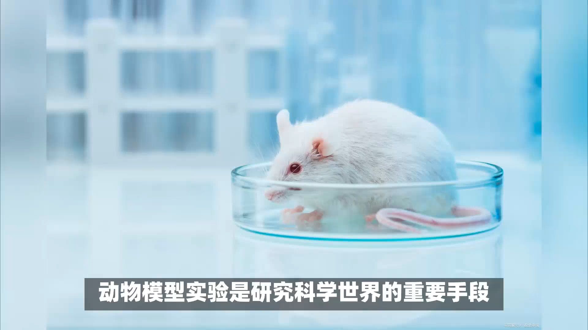动物模型有哪些