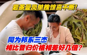 Download Video: 同为邦东三杰，相比昔归价格相差好几倍？岩茶曼岗单株惊喜不断！