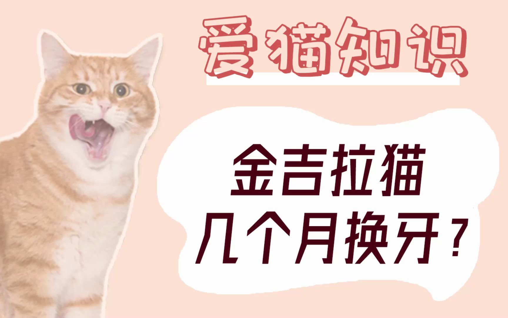 金吉拉猫几个月换牙?猫咪牙齿怎么办?哔哩哔哩bilibili