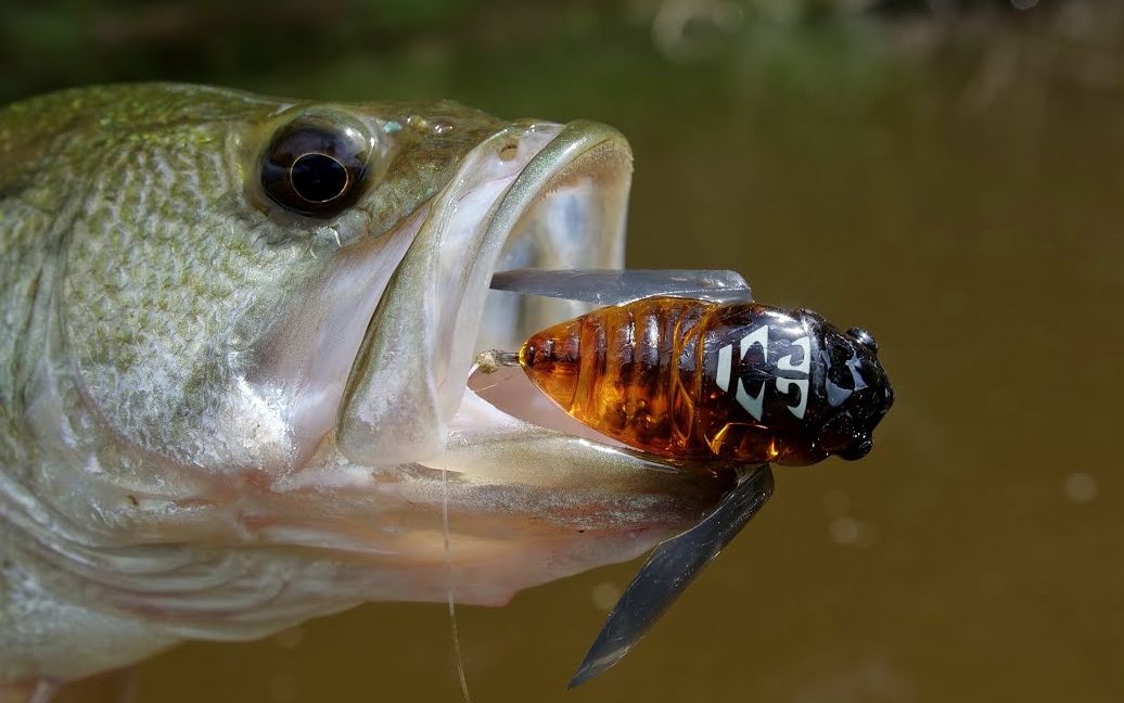 老外用玩具蝉去河里钓鱼结果把网友看傻了,这些鱼是饿疯了吗@红烧油兔
