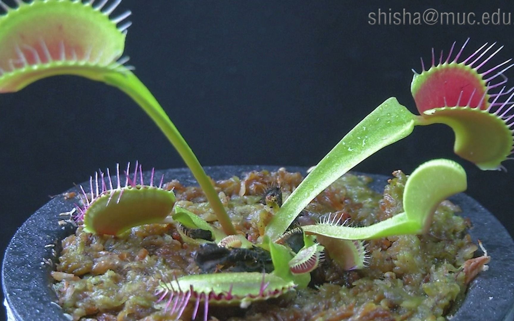 会动的植物(石莎)