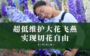 Download Video: 超低维护大花飞燕 实现切花自由