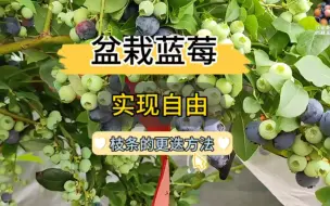 盆栽蓝莓并不难，几招就能变成丰产树，轻松实现蓝莓自由