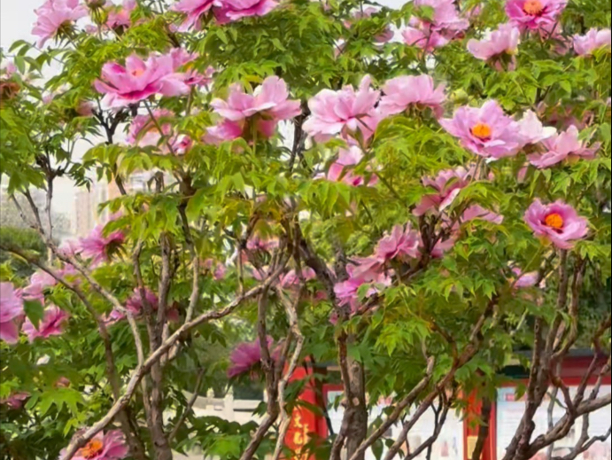 洛阳国家牡丹园之千年牡丹王