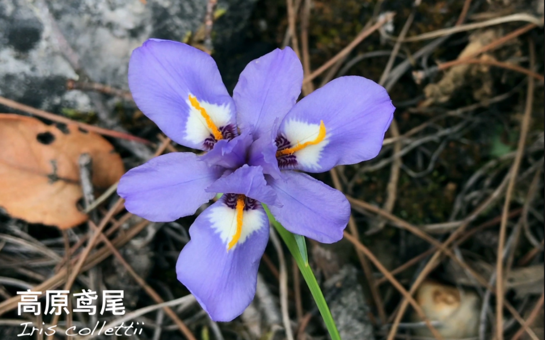 [图]寻找高山植物——高原鸢尾（又要到山中鸢尾花开季节了，期待）