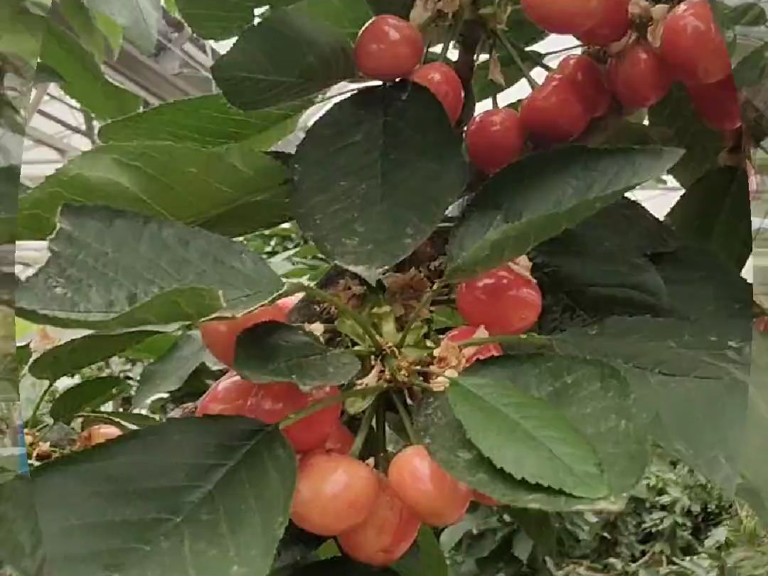 塔玛拉樱桃苗品种优势好,苗木根系发达,种植好成活