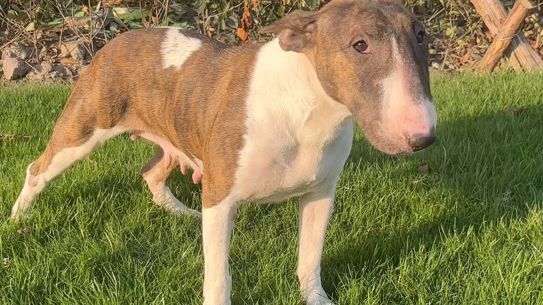 虎斑色小体牛头梗成母,头版结构都不错,能生会带,最大优点就是老实