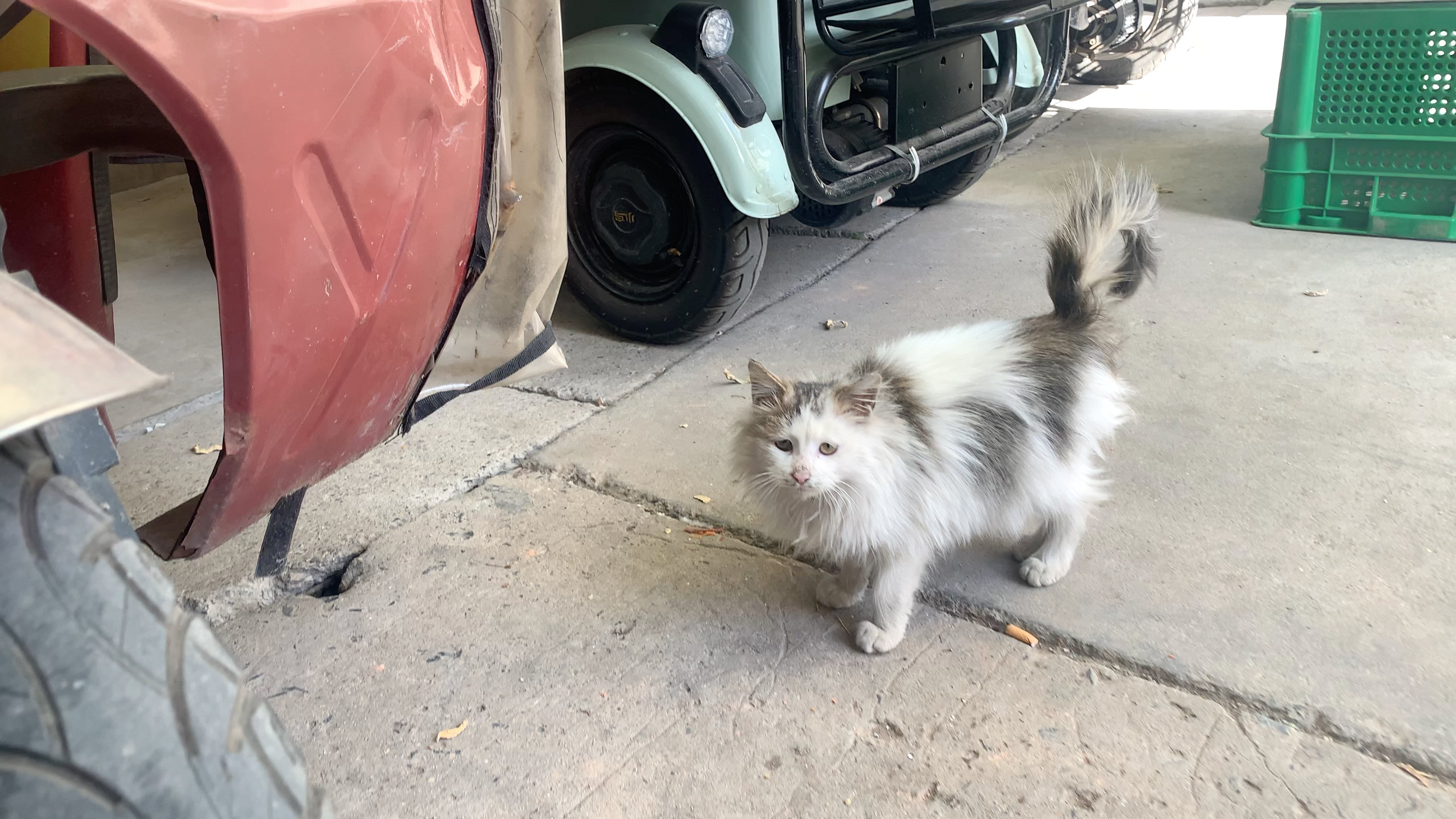 腼腆害羞的小猫