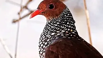 下载视频: 一种美洲的野鸽子鳞斑鸽。