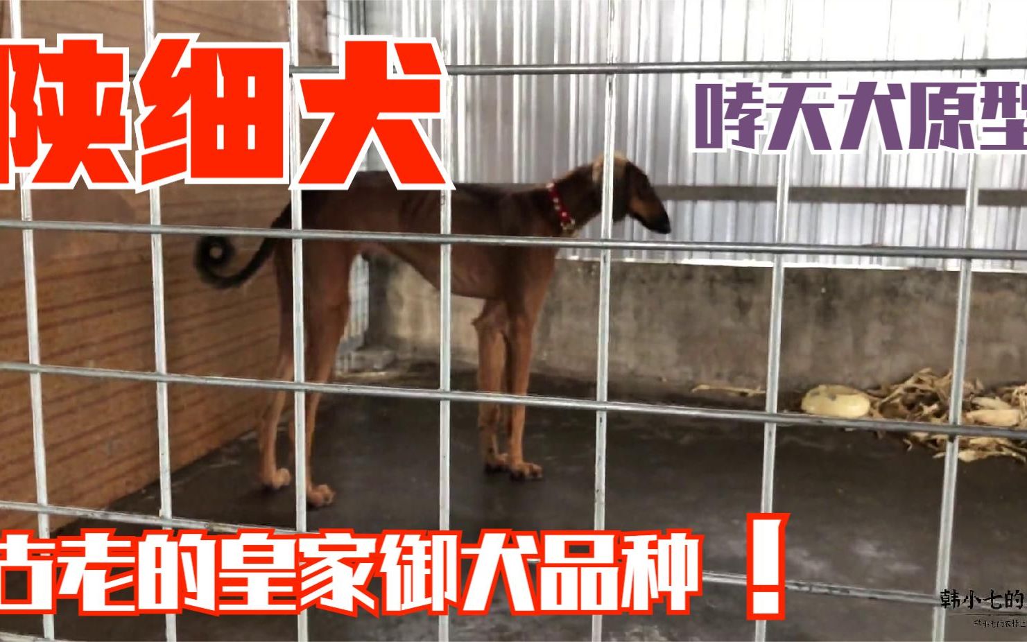 古老的皇家御犬“陕细犬”顶级种公犬舍,原哮天犬原型太漂亮了哔哩哔哩bilibili