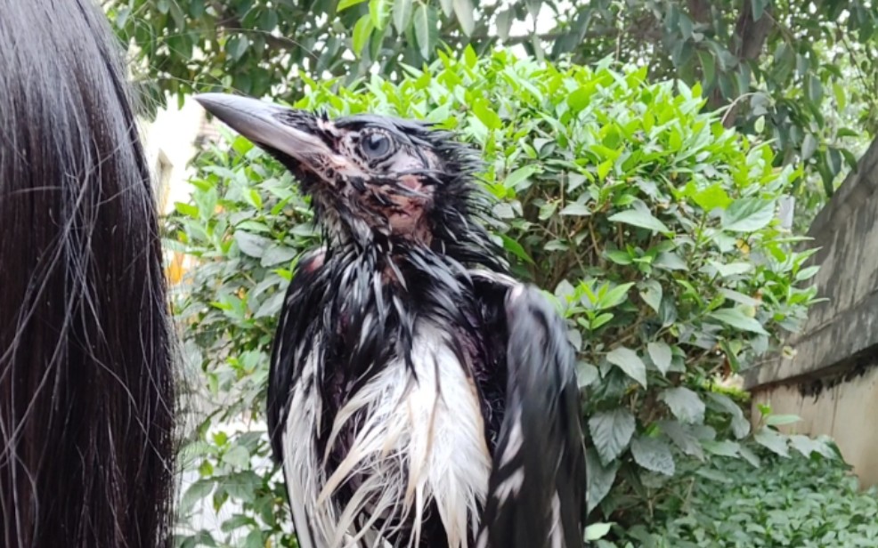 【喜鹊】洗了澡的秃头鸟们