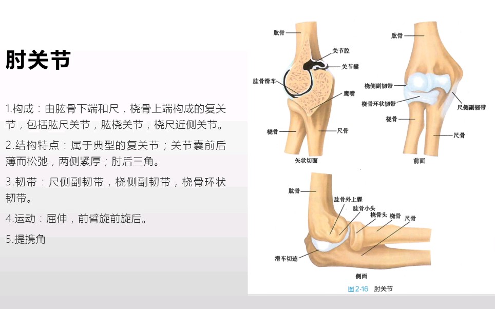 系统解剖学自由上肢骨的连结之肘关节和手关节哔哩哔哩bilibili