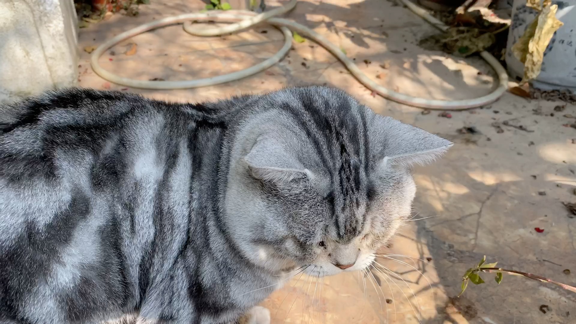 橘子喵_哔哩哔哩 (゜-゜)つロ 干杯~-bilibili