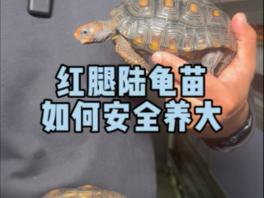 红腿陆龟苗如何安全养大?