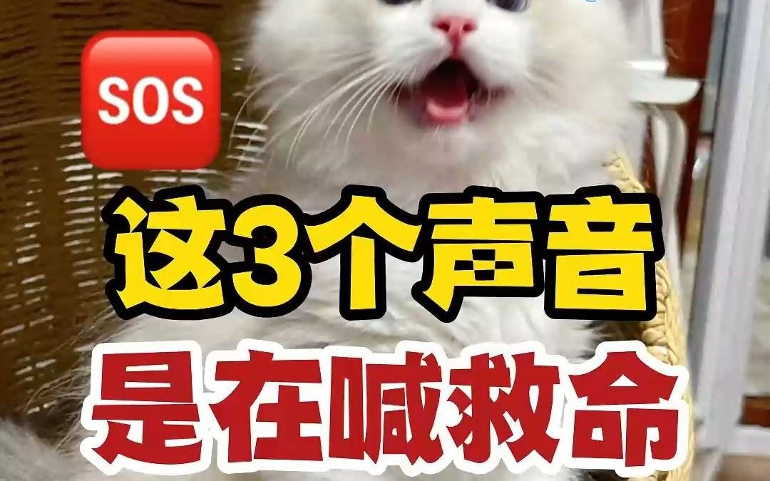 猫咪发出这3种声音,是在“喊救命”!哔哩哔哩bilibili