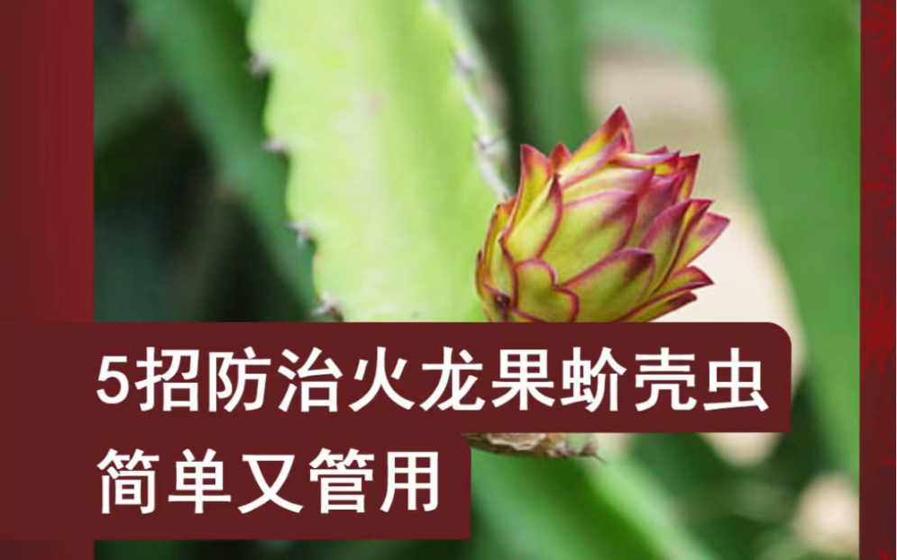 5招防治火龙果蚧壳虫,简单又管用!